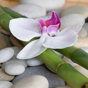 Orchid and bamboo