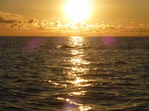 Delfine bei Sonnenaufgang